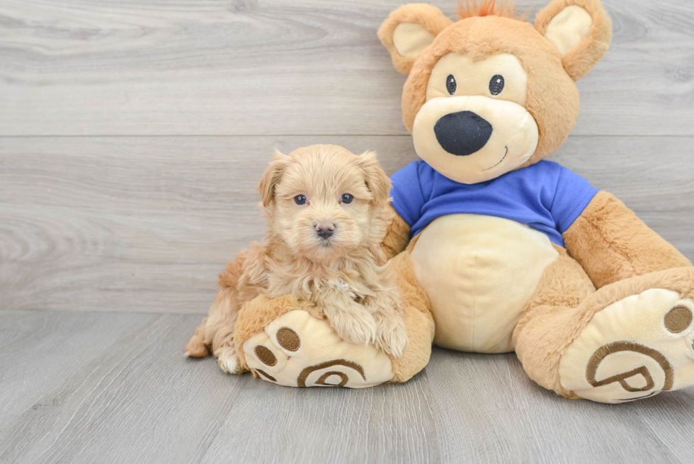 Maltipoo Kade 1lb 14oz Doodle Puppy