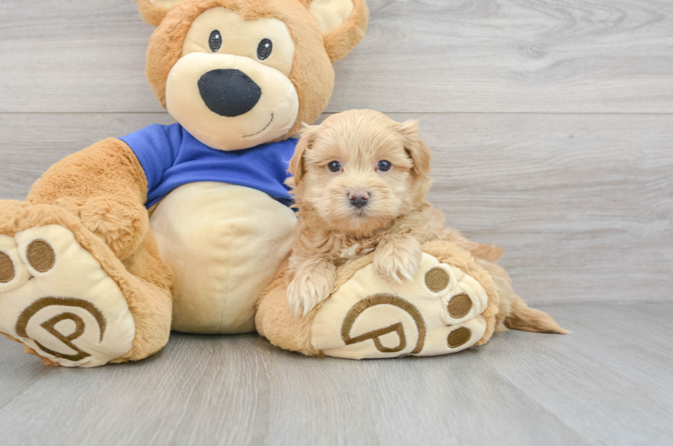 6 week old Maltipoo Puppy For Sale - Premier Pups