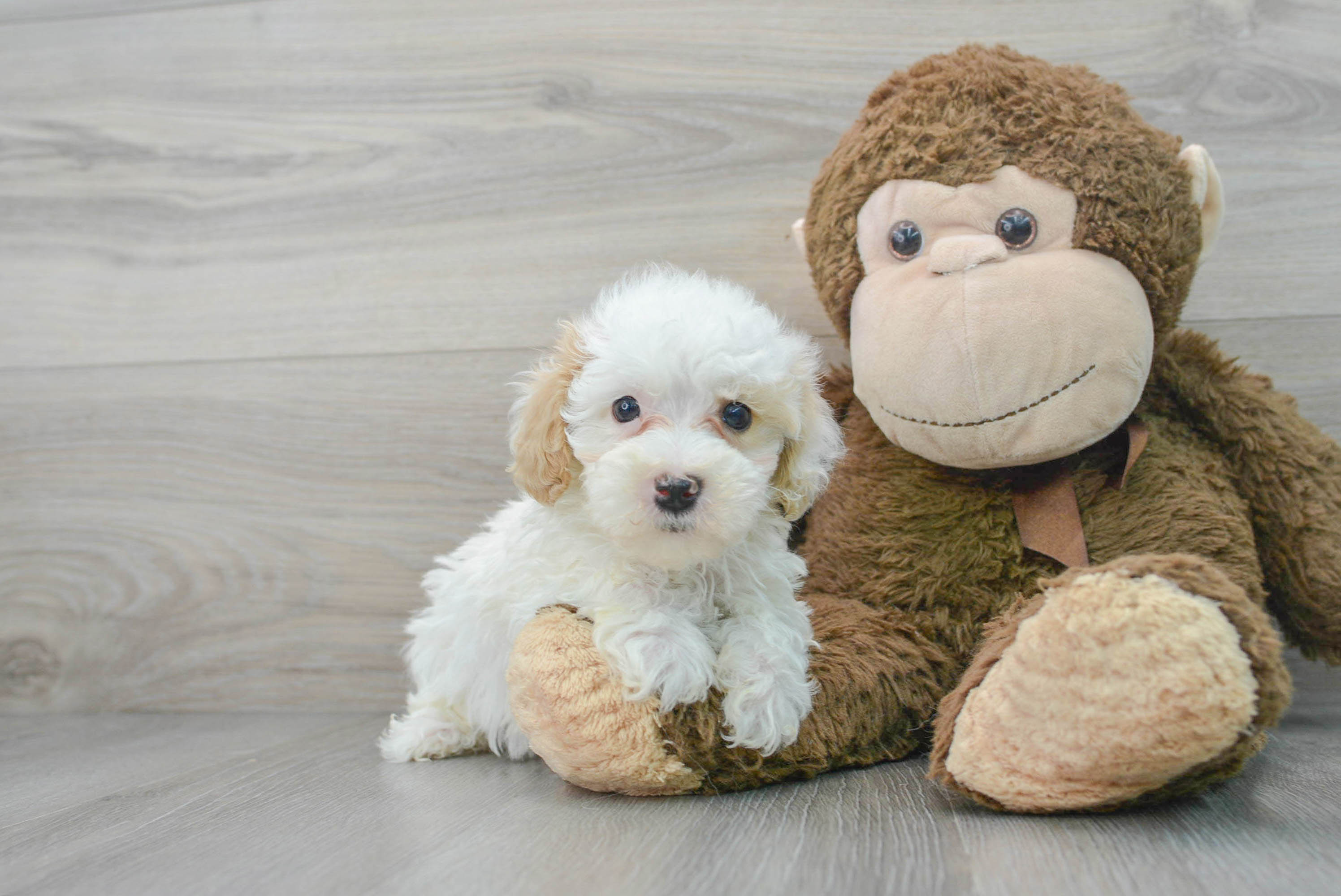 teacup maltipoo puppies for adoption