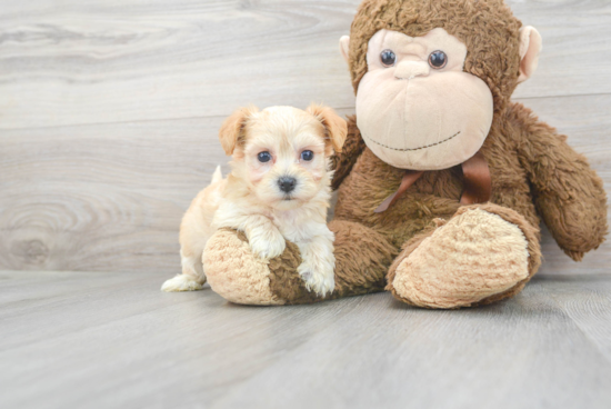 Energetic Maltese Poodle Poodle Mix Puppy