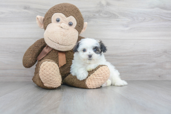 Fluffy Maltipoo Poodle Mix Pup