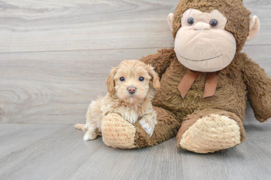 Smart Maltipoo Poodle Mix Pup
