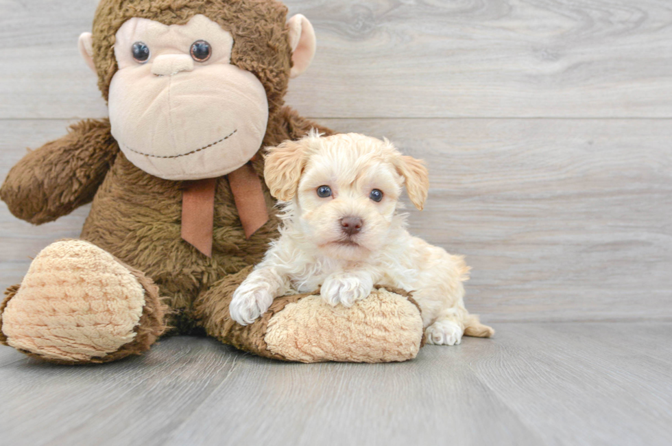 6 week old Maltipoo Puppy For Sale - Premier Pups