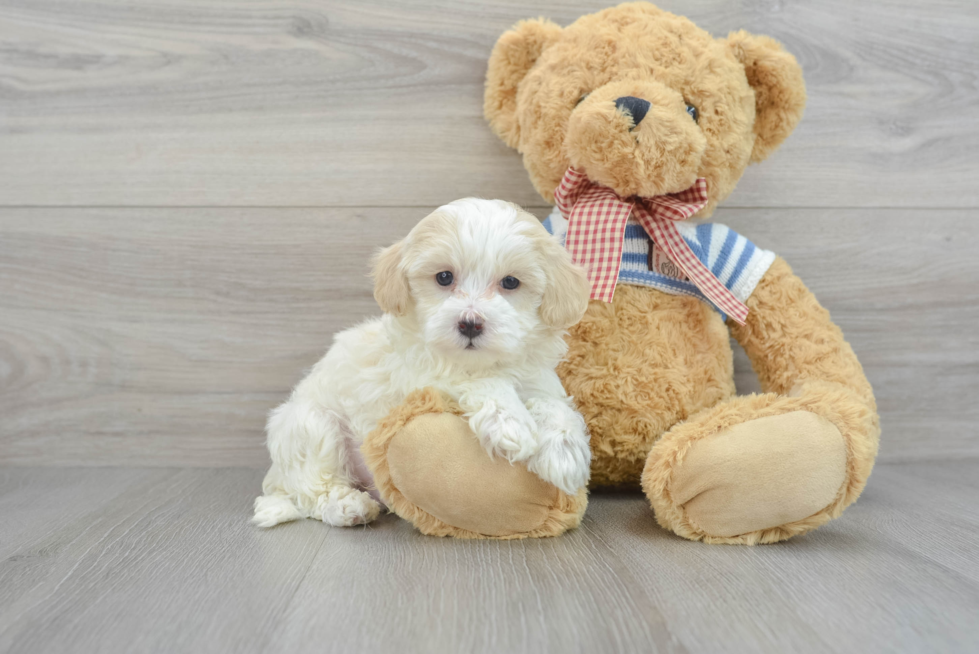 Energetic Maltipoo Lewis: 2lb 3oz Doodle Puppy