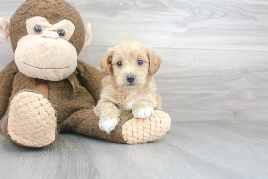 Smart Maltipoo Poodle Mix Pup