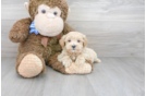 Meet Lincoln - our Maltipoo Puppy Photo 1/3 - Premier Pups