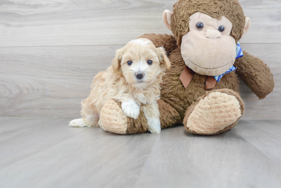 Meet Lincoln - our Maltipoo Puppy Photo 2/3 - Premier Pups