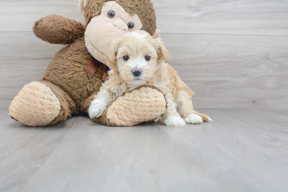 Meet Lincoln - our Maltipoo Puppy Photo 1/3 - Premier Pups