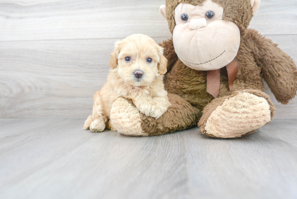 Meet Lizzo - our Maltipoo Puppy Photo 2/3 - Premier Pups
