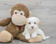 9 week old Maltipoo Puppy For Sale - Premier Pups