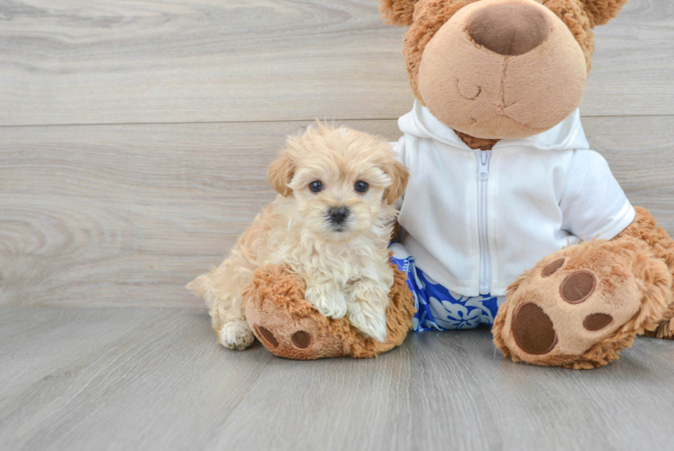 Petite Maltipoo Poodle Mix Pup