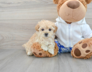 6 week old Maltipoo Puppy For Sale - Premier Pups