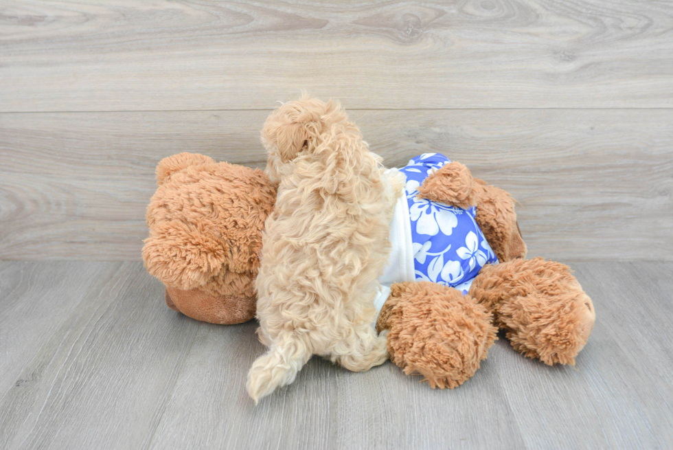 Maltipoo Pup Being Cute