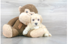 Meet Lullaby - our Maltipoo Puppy Photo 2/3 - Premier Pups