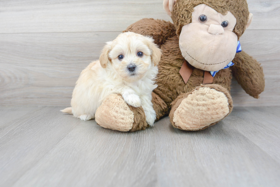 Meet Lullaby - our Maltipoo Puppy Photo 2/3 - Premier Pups