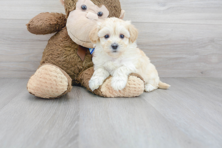 Meet Lullaby - our Maltipoo Puppy Photo 1/3 - Premier Pups