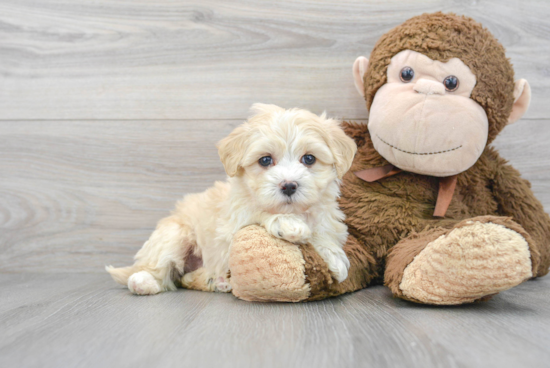 Cute Maltipoo Baby