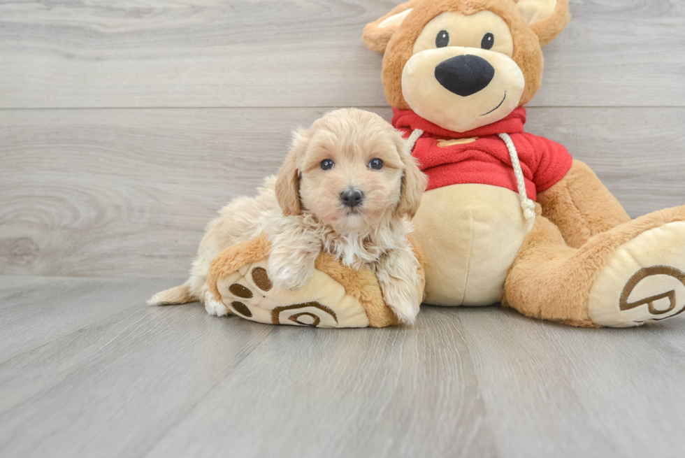 Sweet Maltipoo Macaroni: 2lb 8oz Doodle Puppy