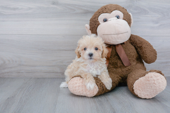 Maltipoo Puppy for Adoption