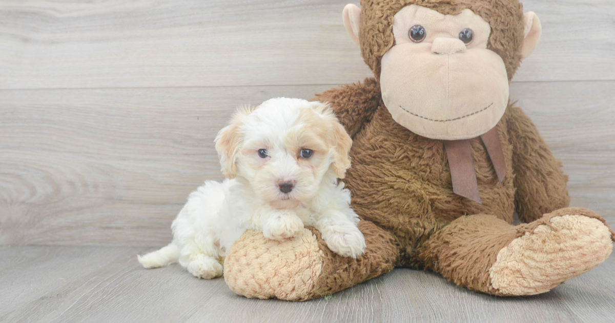 Friendly Maltipoo Mango: 3lb 8oz Doodle Puppy