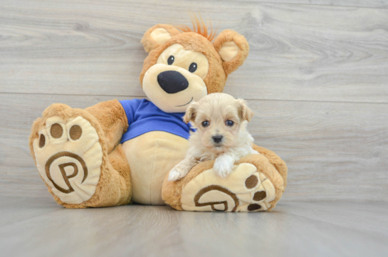Best Maltipoo Baby