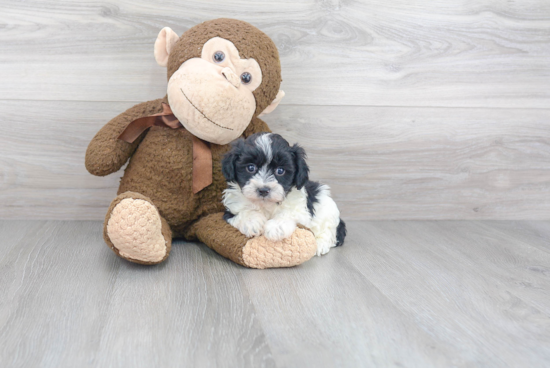 Smart Maltipoo Poodle Mix Pup