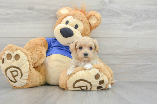 Adorable Maltese Poodle Poodle Mix Puppy
