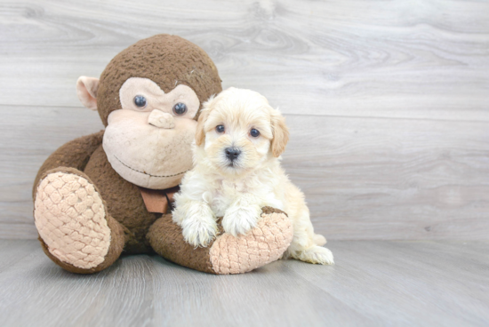 Maltipoo Pup Being Cute