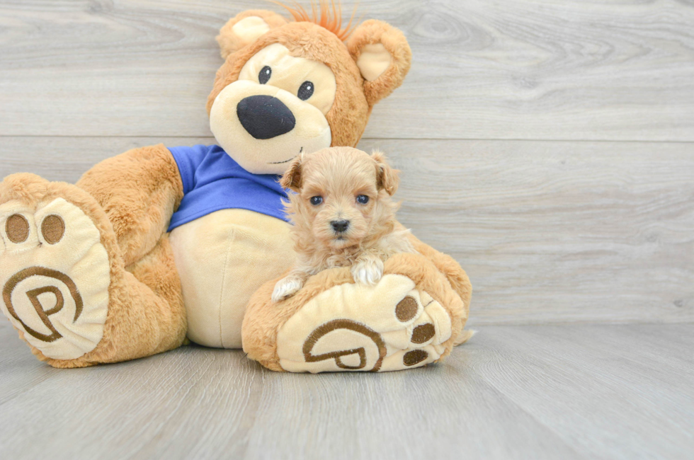 7 week old Maltipoo Puppy For Sale - Premier Pups