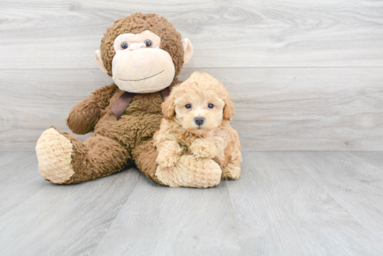 Maltipoo Pup Being Cute