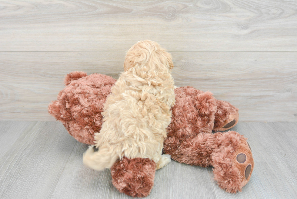 Maltipoo Puppy for Adoption