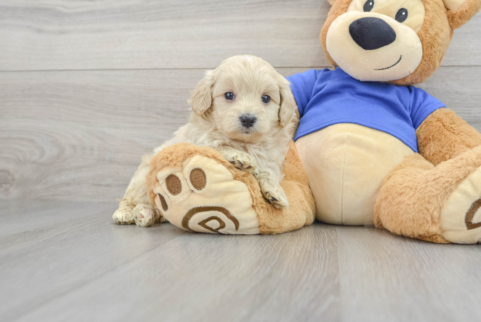 Energetic Maltepoo Poodle Mix Puppy