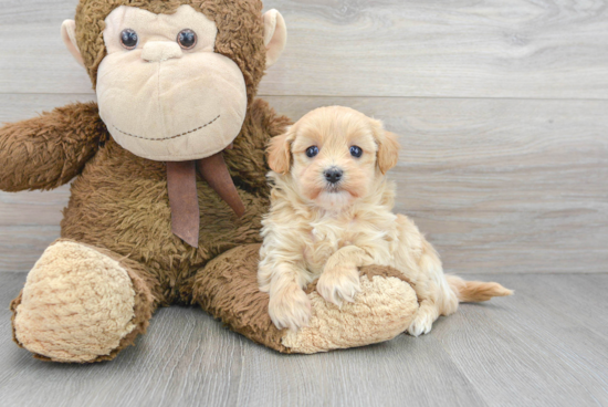 Maltipoo Puppy for Adoption