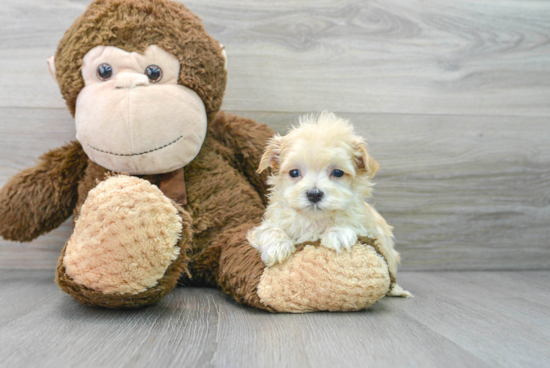 Maltipoo Pup Being Cute