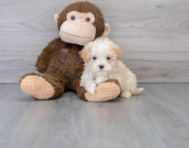 9 week old Maltipoo Puppy For Sale - Premier Pups