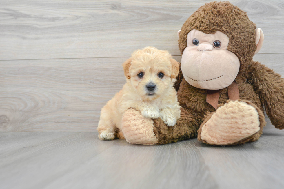Funny Maltipoo Nutmeg 2lb 10oz Doodle Puppy