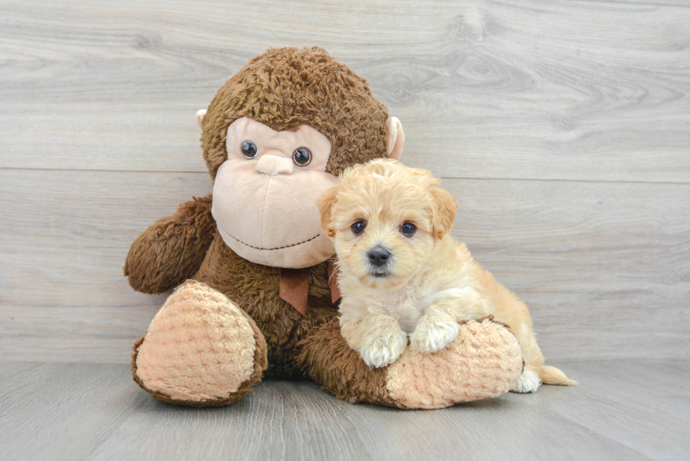 Funny Maltipoo Nutmeg 2lb 10oz Doodle Puppy