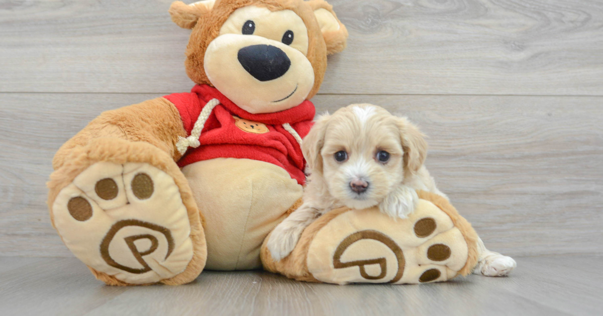 Popular Maltipoo Nutmeg 2lb 13oz Doodle Puppy