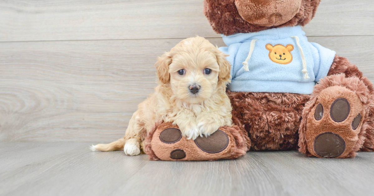 Fluffy Maltipoo Nutmeg 2lb 12oz Doodle Puppy