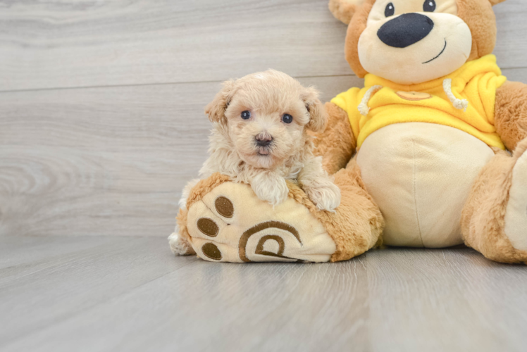 Fluffy Maltipoo Nutmeg 2lb 1oz Doodle Puppy
