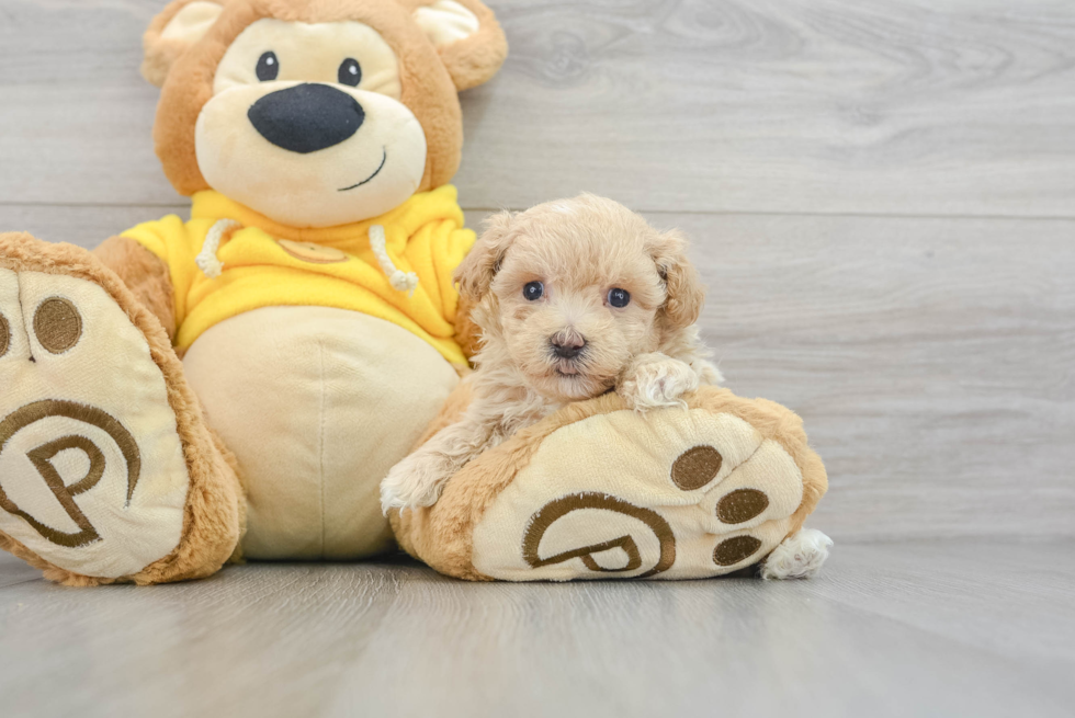 Fluffy Maltipoo Nutmeg 2lb 1oz Doodle Puppy