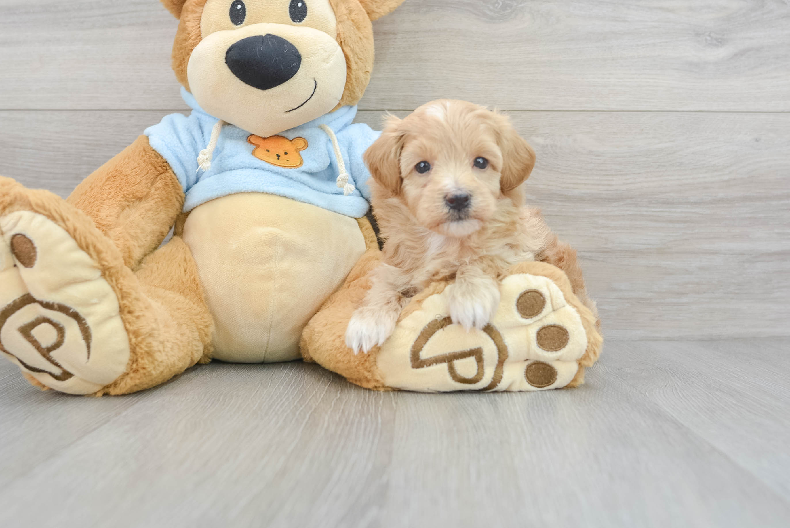 Toy maltipoo outlet puppies for sale