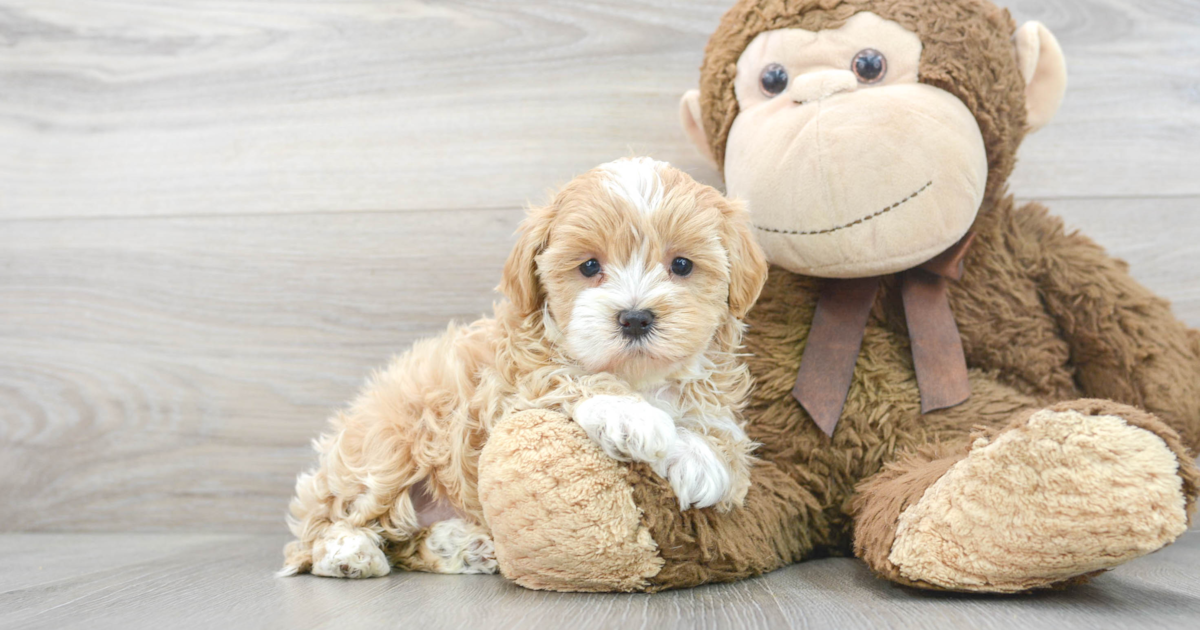 Happy Maltipoo Nutmeg 2lb 15oz Doodle Puppy