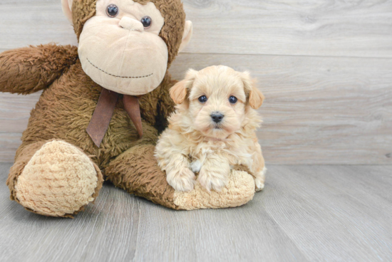 Maltipoo Puppy for Adoption