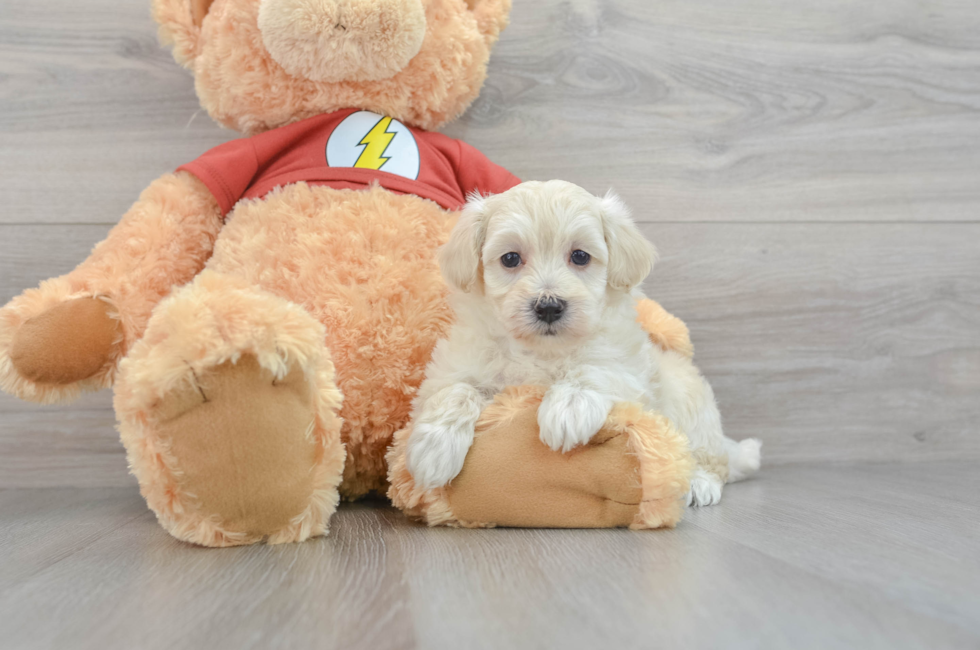 teddy bear maltipoo puppies for sale