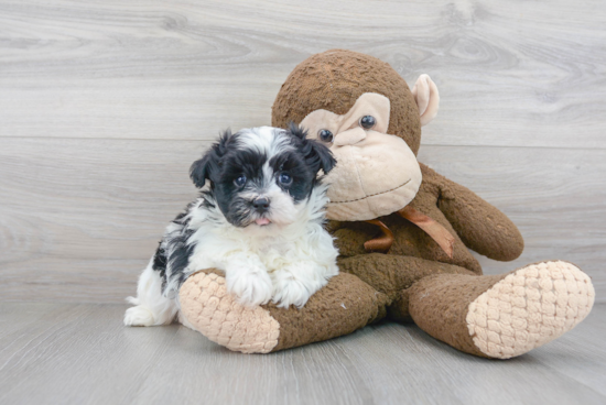 Best Maltipoo Baby