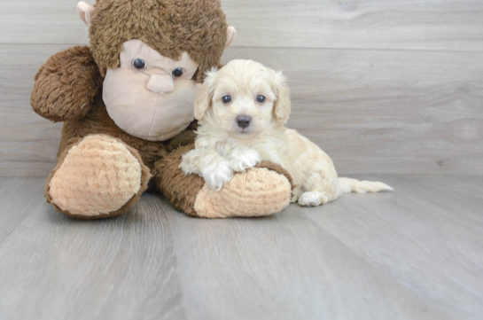 28 week old Maltipoo Puppy For Sale - Premier Pups