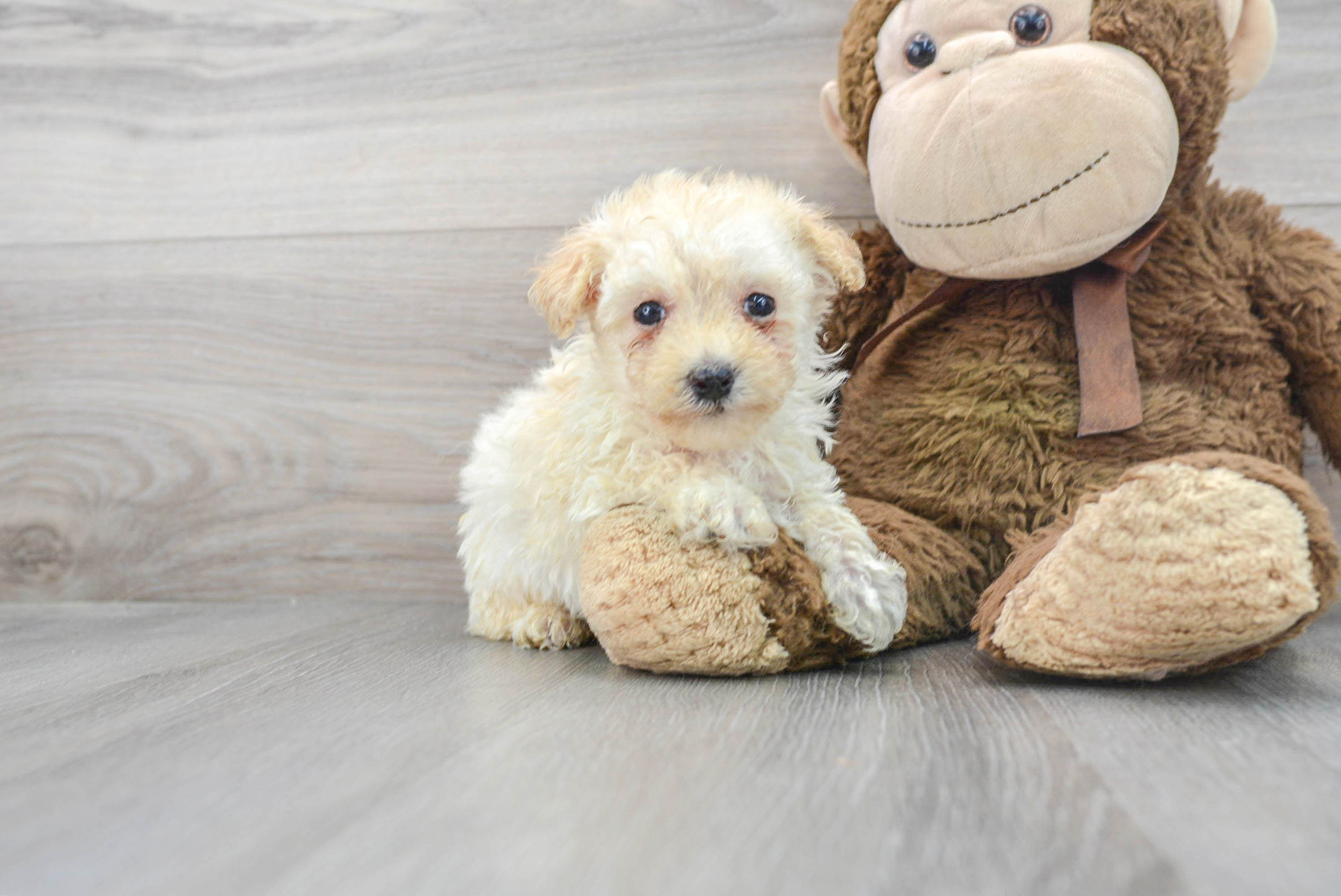 teacup maltipoo puppies for adoption