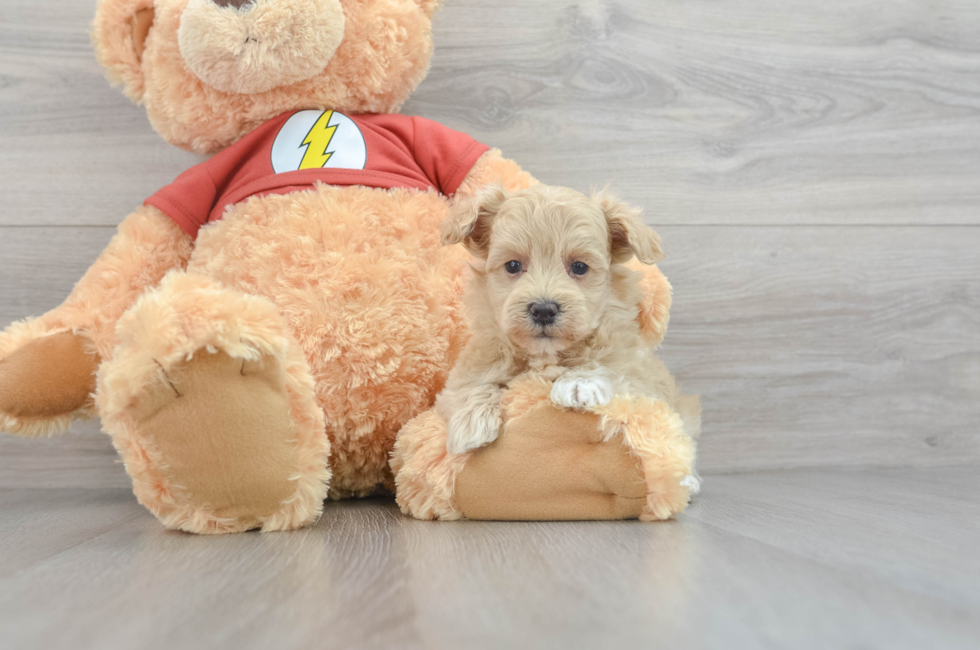 teddy bear maltipoo puppies