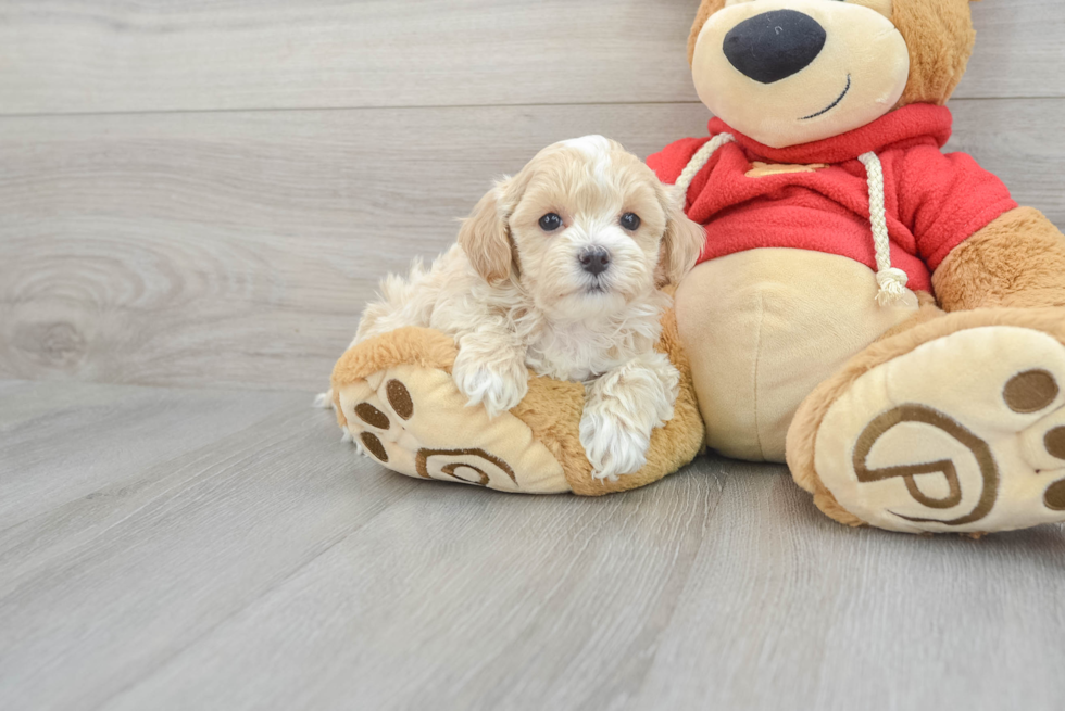 Adorable Maltipoo Peyton: 2lb 15oz Doodle Puppy